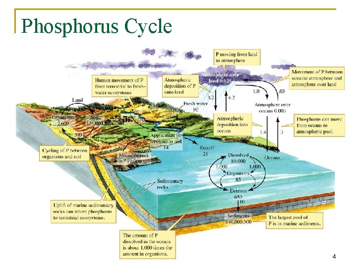 Phosphorus Cycle 44 