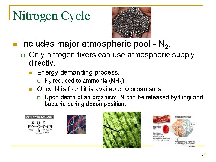 Nitrogen Cycle n Includes major atmospheric pool - N 2. q Only nitrogen fixers