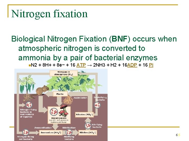 Nitrogen fixation Biological Nitrogen Fixation (BNF) occurs when atmospheric nitrogen is converted to ammonia