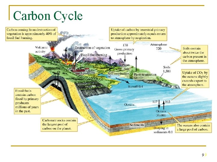 Carbon Cycle 99 