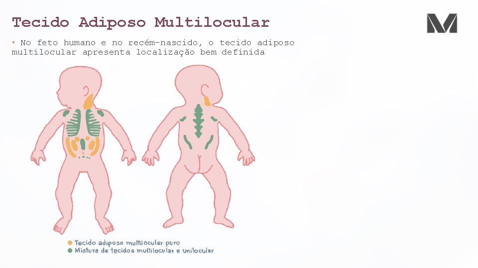 Tecido Adiposo Multilocular • No feto humano e no recém-nascido, o tecido adiposo multilocular Tecido Adiposo Multilocular • No feto humano e no recém-nascido, o tecido adiposo multilocular