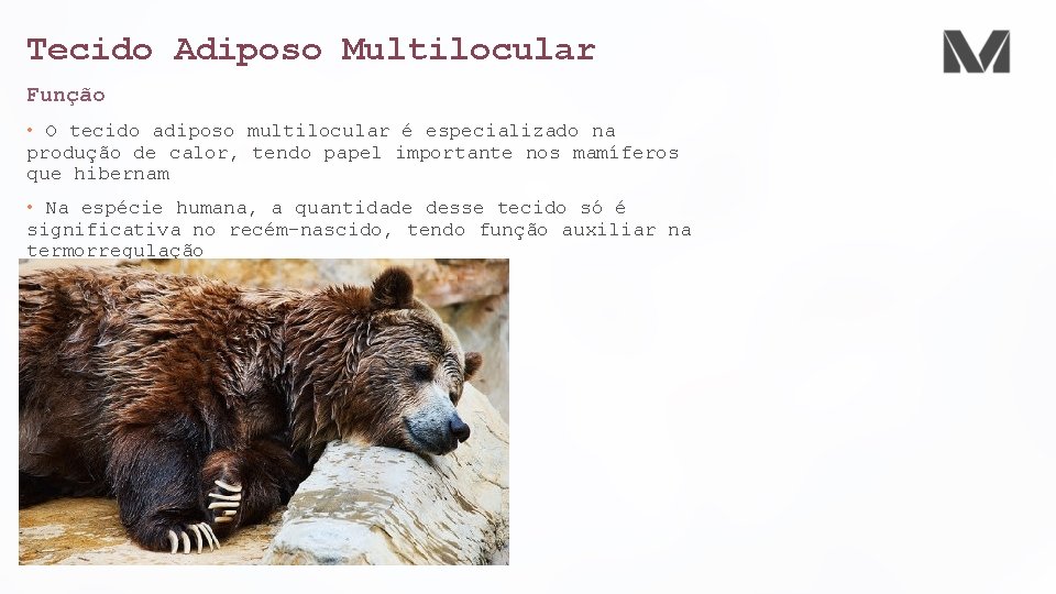 Tecido Adiposo Multilocular Função • O tecido adiposo multilocular é especializado na produção de Tecido Adiposo Multilocular Função • O tecido adiposo multilocular é especializado na produção de