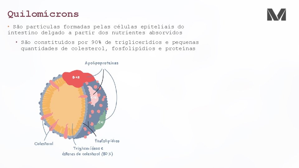 Quilomícrons • São partículas formadas pelas células epiteliais do intestino delgado a partir dos Quilomícrons • São partículas formadas pelas células epiteliais do intestino delgado a partir dos