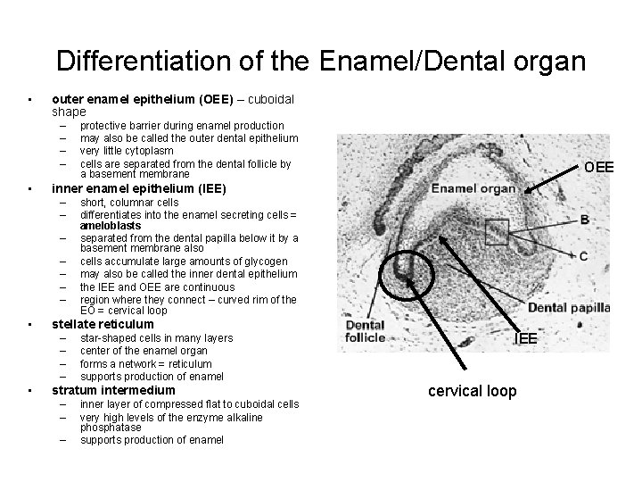 Differentiation of the Enamel/Dental organ • outer enamel epithelium (OEE) – cuboidal shape –