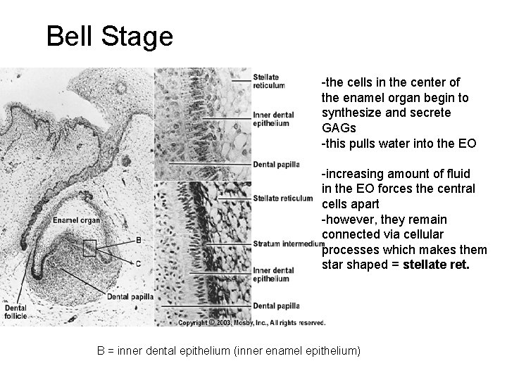 Bell Stage -the cells in the center of the enamel organ begin to synthesize