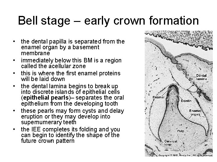 Bell stage – early crown formation • the dental papilla is separated from the