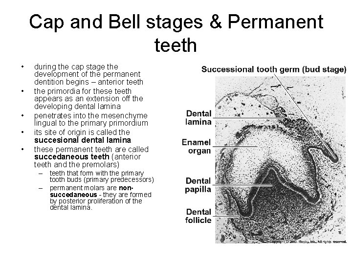 Cap and Bell stages & Permanent teeth • • • during the cap stage