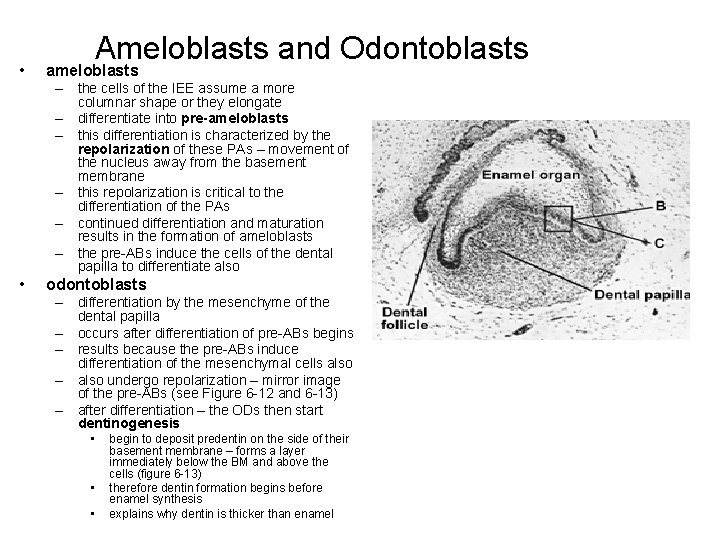  • Ameloblasts and Odontoblasts ameloblasts – the cells of the IEE assume a