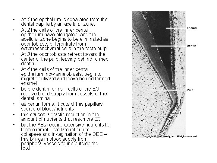  • • At 1 the epithelium is separated from the dental papilla by