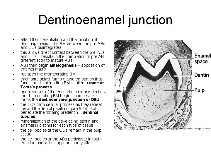 Dentinoenamel junction • • • after OD differentiation and the initiation of dentinogenesis –