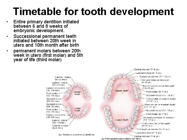 Timetable for tooth development • • • Entire primary dentition initiated between 6 and