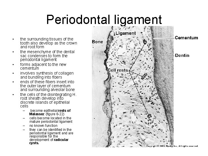 Periodontal ligament • • • the surrounding tissues of the tooth also develop as