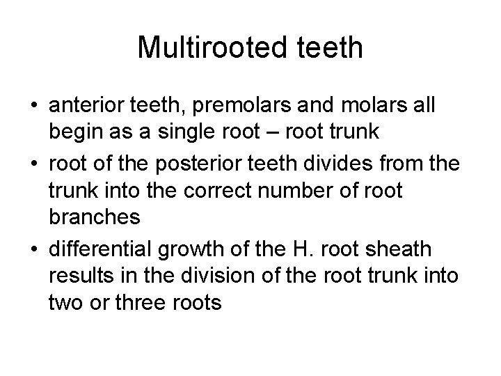 Multirooted teeth • anterior teeth, premolars and molars all begin as a single root