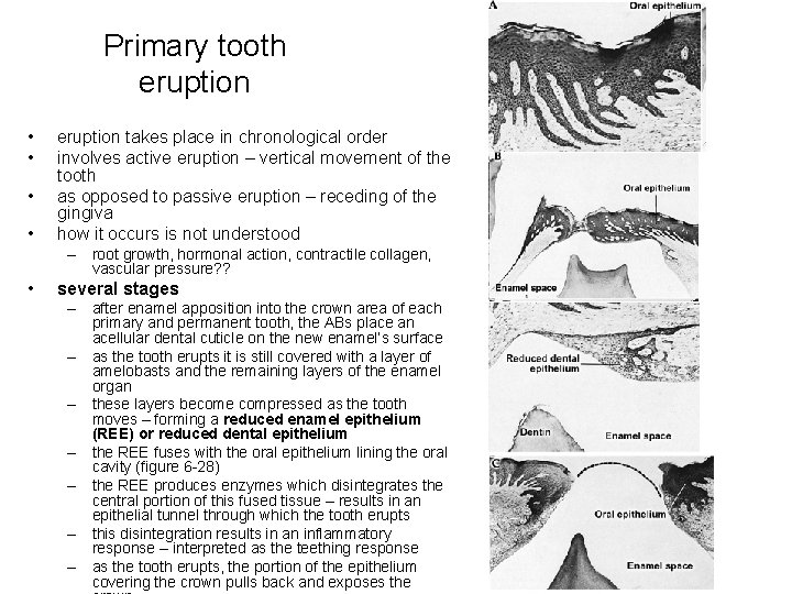 Primary tooth eruption • • eruption takes place in chronological order involves active eruption