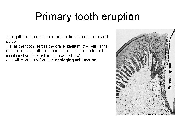 Primary tooth eruption -the epithelium remains attached to the tooth at the cervical portion