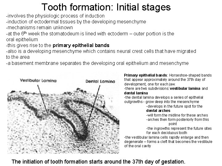 Tooth formation: Initial stages -involves the physiologic process of induction -induction of ectodermal tissues