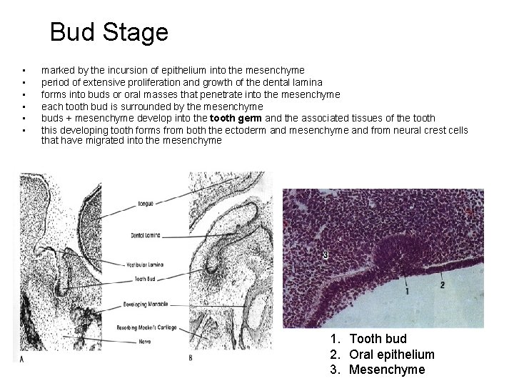 Bud Stage • • • marked by the incursion of epithelium into the mesenchyme