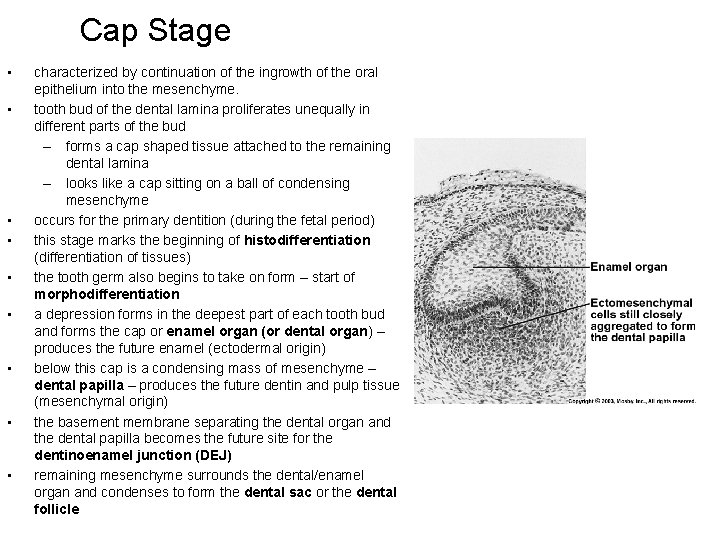 Cap Stage • • • characterized by continuation of the ingrowth of the oral