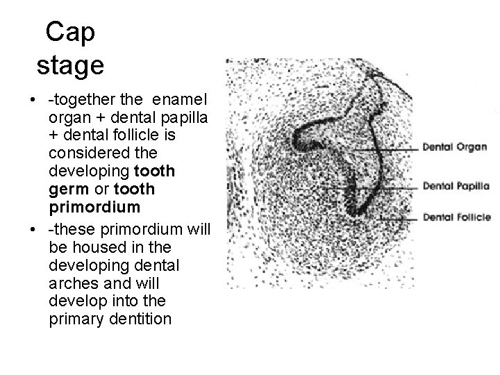 Cap stage • -together the enamel organ + dental papilla + dental follicle is