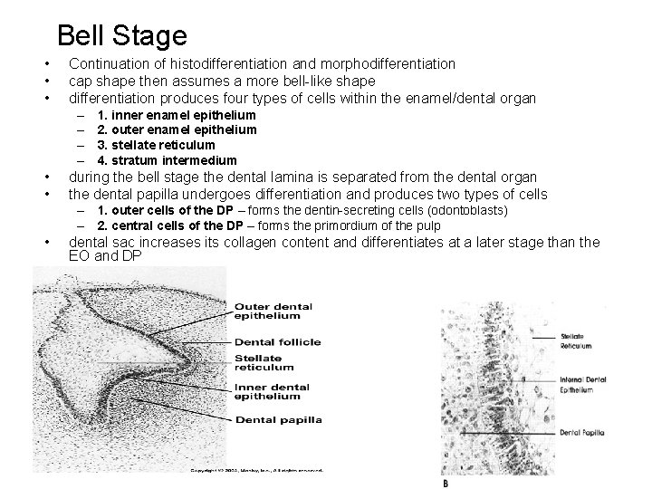 Bell Stage • • • Continuation of histodifferentiation and morphodifferentiation cap shape then assumes