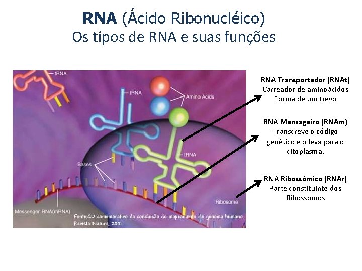 RNA (Ácido Ribonucléico) Os tipos de RNA e suas funções RNA Transportador (RNAt) Carreador