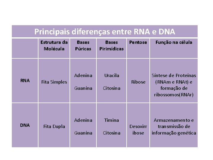 Principais diferenças entre RNA e DNA Estrutura da Molécula RNA DNA Fita Simples Fita