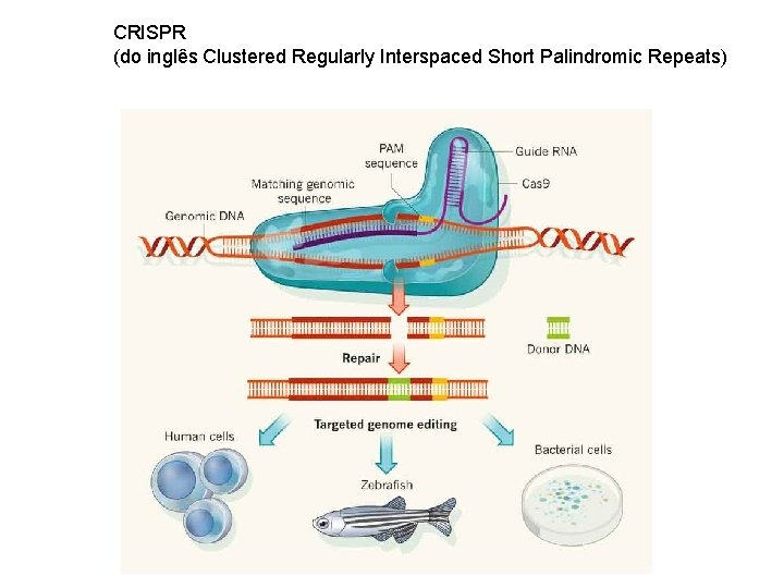 CRISPR (do inglês Clustered Regularly Interspaced Short Palindromic Repeats) 