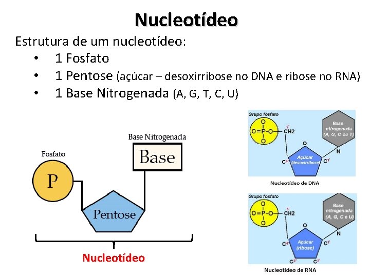 Nucleotídeo Estrutura de um nucleotídeo: • 1 Fosfato • 1 Pentose (açúcar – desoxirribose