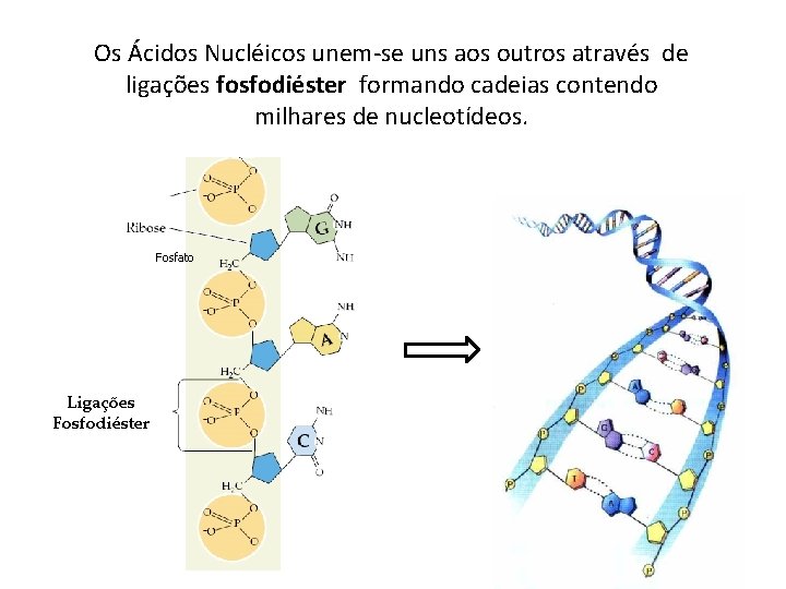 Os Ácidos Nucléicos unem-se uns aos outros através de ligações fosfodiéster formando cadeias contendo