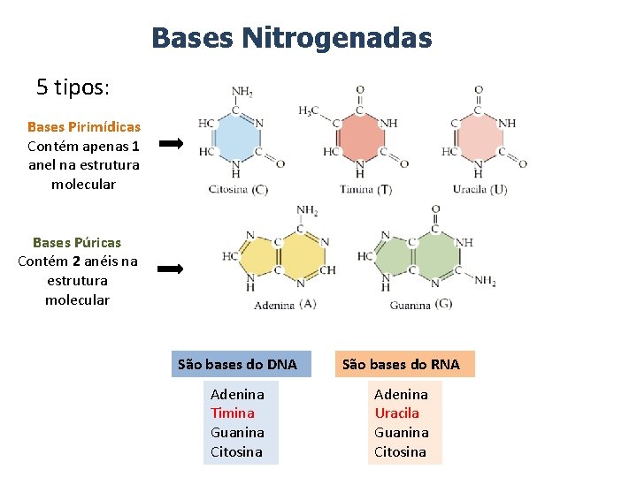 Bases Nitrogenadas 5 tipos: Bases Pirimídicas Contém apenas 1 anel na estrutura molecular Bases