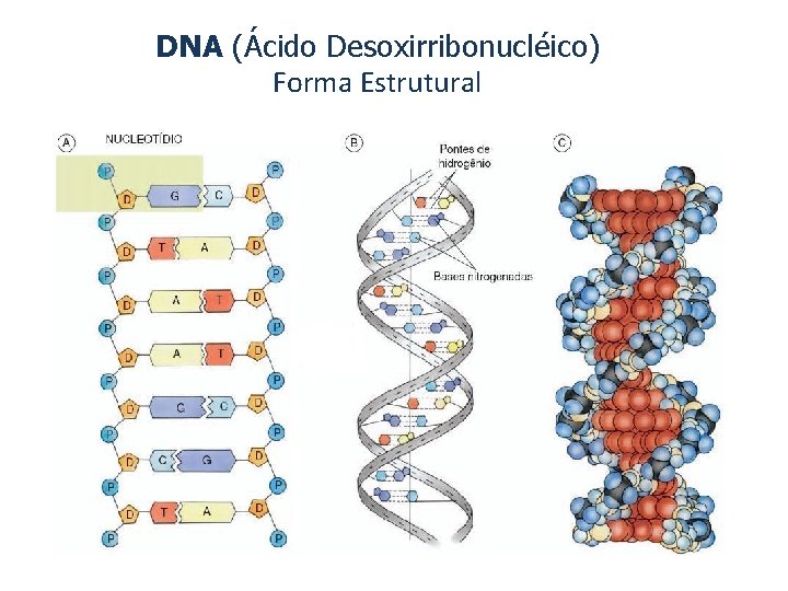 DNA (Ácido Desoxirribonucléico) Forma Estrutural 