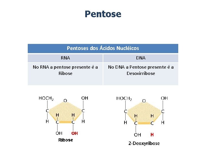 Pentoses dos Ácidos Nucléicos RNA DNA No RNA a pentose presente é a Ribose