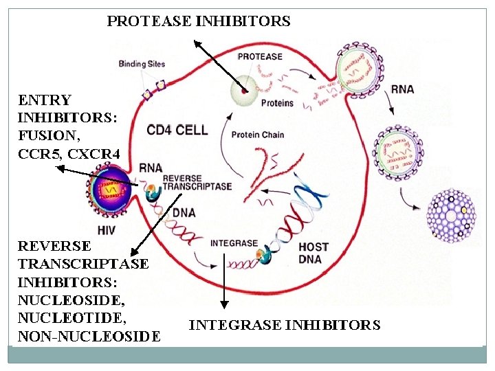 Pathophysiology 