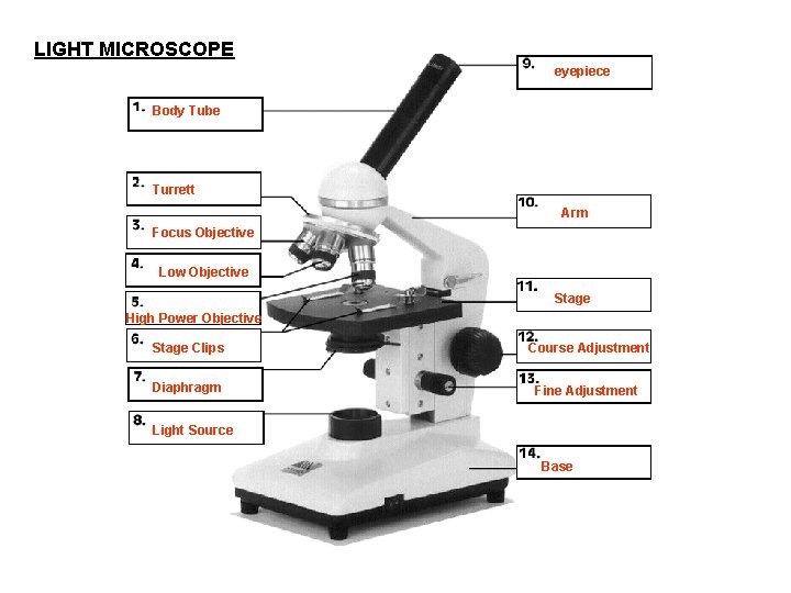 LIGHT MICROSCOPE eyepiece Body Tube Turrett Arm Focus Objective Low Objective Stage High Power