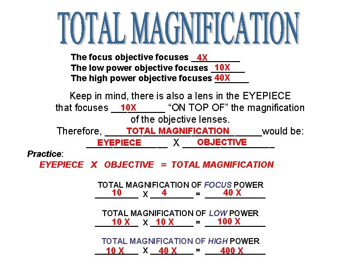 The focus objective focuses _____ 4 X 10 X The low power objective focuses