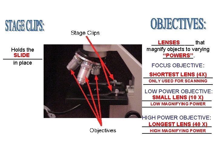 Holds the SLIDE _______ in place _______ LENSES that magnify objects to varying “POWERS”