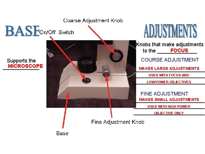 Knobs that make adjustments FOCUS to the _______ Supports the MICROSCOPE _______ COURSE ADJUSTMENT