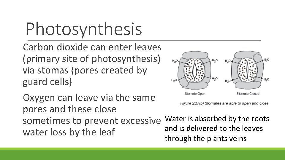 Photosynthesis Carbon dioxide can enter leaves (primary site of photosynthesis) via stomas (pores created