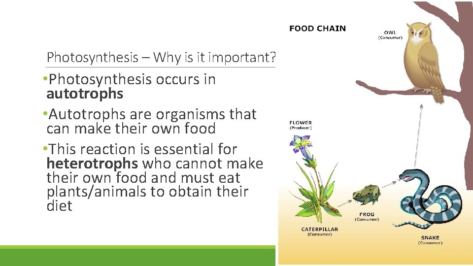 Photosynthesis – Why is it important? • Photosynthesis occurs in autotrophs • Autotrophs are