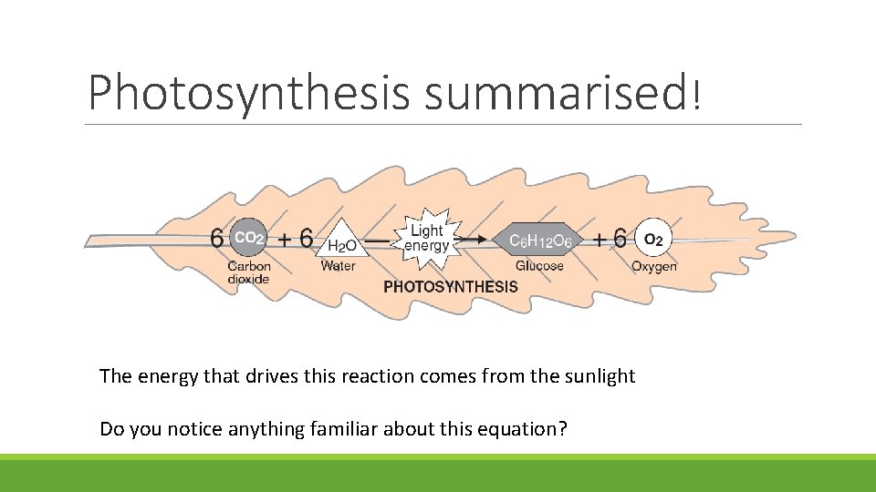 Photosynthesis summarised! The energy that drives this reaction comes from the sunlight Do you