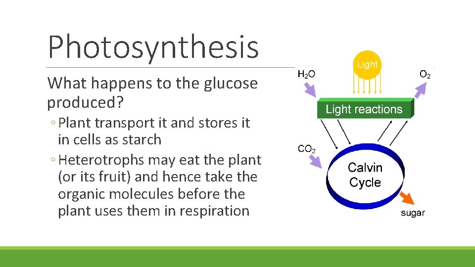 Photosynthesis What happens to the glucose produced? ◦ Plant transport it and stores it