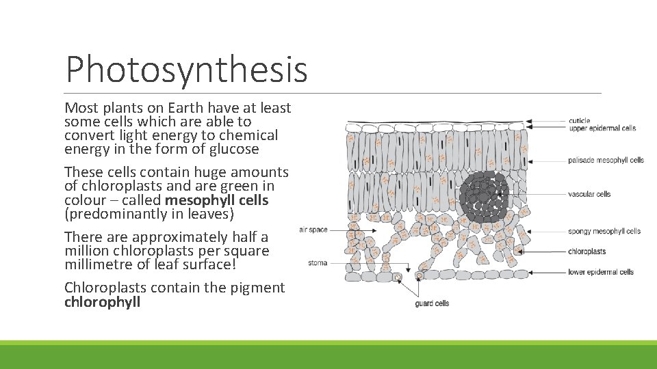 Photosynthesis Most plants on Earth have at least some cells which are able to