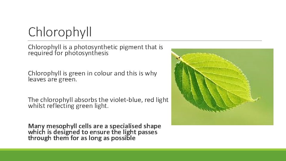 Chlorophyll is a photosynthetic pigment that is required for photosynthesis Chlorophyll is green in