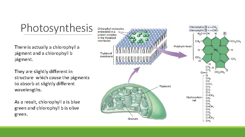 Photosynthesis There is actually a chlorophyll a pigment and a chlorophyll b pigment. They