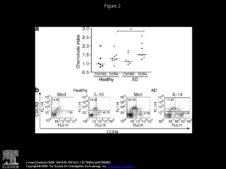 Figure 2 J Invest Dermatol 2006 1261043 -1051 DOI: (10. 1038/sj. jid. 5700085) Copyright