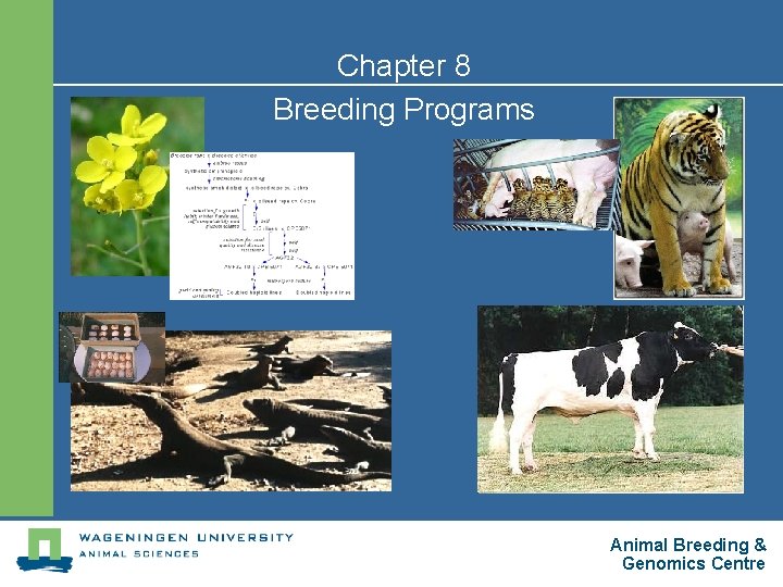 Chapter 8 Breeding Programs Animal Breeding & Genomics Centre 