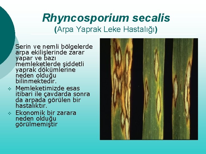 Crop Science | Magyarország - Kórokozók - Hol van a helminthosporium sativum