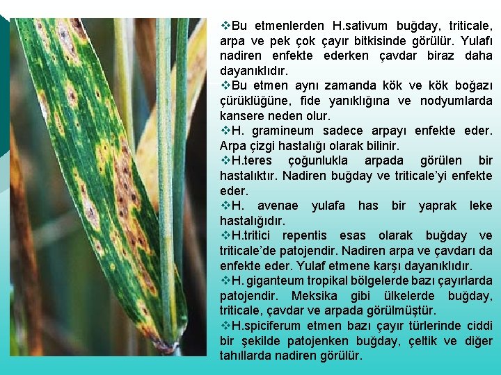 Helminthosporium gramineum, Paraszt parazita Helminthosporium gramineum