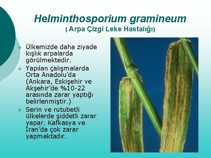 Helminthosporium sativum árpa, virág, termés