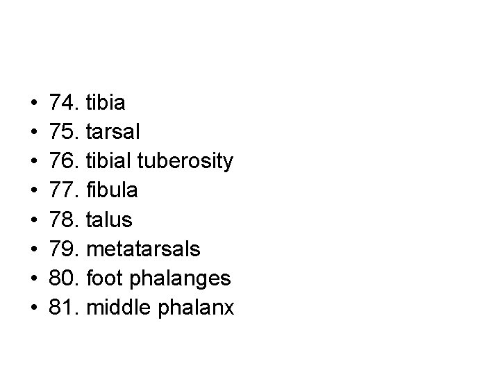 • • 74. tibia 75. tarsal 76. tibial tuberosity 77. fibula 78. talus
